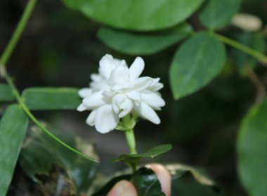 Mavili arka planda, ağaçta asılı duran Arap yasemin çiçeği. taze yasemin çiçeği.