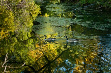 Kuzey Dakota'daki Şehir Parkı