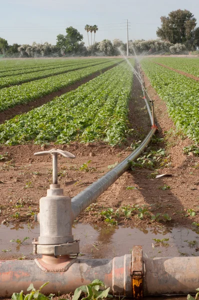 Irrigazione dell'irrigatore — Foto Stock