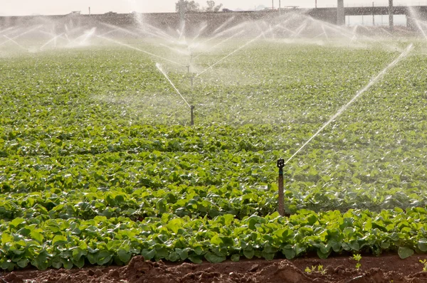 Irrigazione dell'irrigatore — Foto Stock