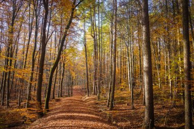Altın saatte kayın ormanı. İstikamet Harz, Ulusal Park, Aşağı Saksonya, Almanya. Ormana giden bir patika var..