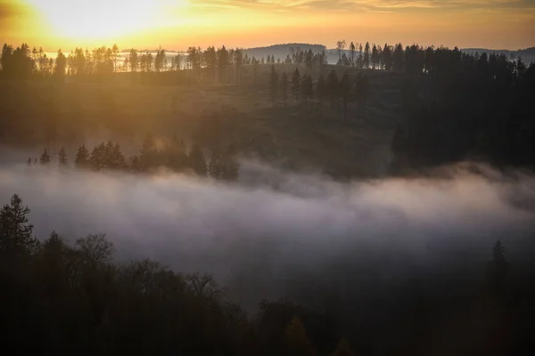 Wald Nebel Zur Goldenen Stunde Dämmerung Sonnenaufgang Reiseziel Harz Nationalpark — Stockfoto