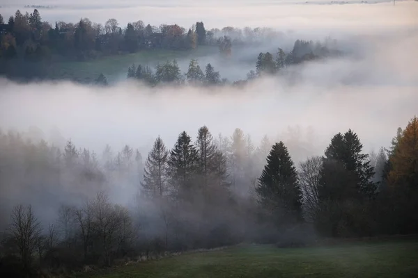 Wald Nebel Zur Goldenen Stunde Dämmerung Sonnenaufgang Reiseziel Harz Nationalpark — Stockfoto