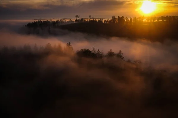 Hout Mist Gouden Uur Schemering Zonsopgang Bestemming Harz Nationalpark Nedersaksen — Stockfoto
