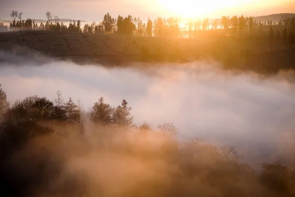 Wald Nebel Zur Goldenen Stunde Dämmerung Sonnenaufgang Reiseziel Harz Nationalpark — Stockfoto