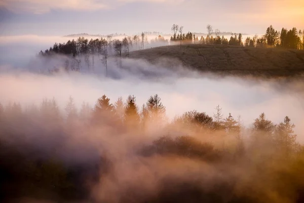 Wald Nebel Zur Goldenen Stunde Dämmerung Sonnenaufgang Reiseziel Harz Nationalpark — Stockfoto