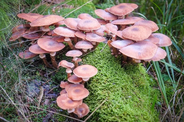 Champignons Hallimasch Poussant Sur Bois Mousse Verte Luxuriante Image En Vente