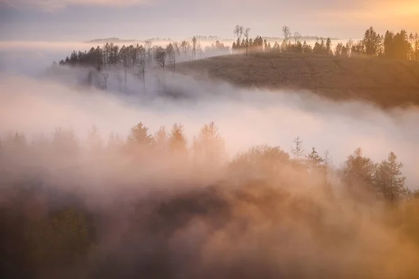 Bois Dans Brume Heure Dorée Crépuscule Lever Soleil Destination Harz Image En Vente