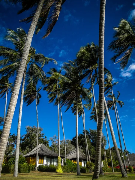 Bungalow onder coconut palm. blauwe hemel — Stockfoto