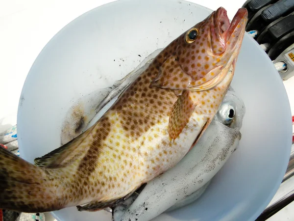 Pargo rojo y calamar listo para barbacoa — Foto de Stock