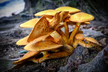 Orman katta mantar. portre