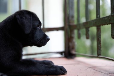 Kara Labrador köpeği hayatı öğreniyor. Balkonda ve dünyaya bir bak. Yeşil arkaplan.