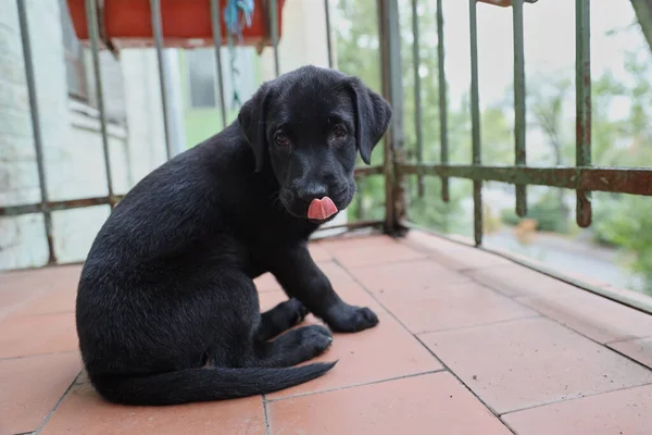 Cãozinho preto Labrador aprende a vida. Na varanda e olha para o mundo. Fundo verde. — Fotografia de Stock