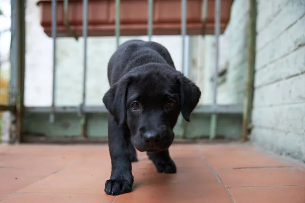Cãozinho preto Labrador aprende a vida. Na varanda e olha para o mundo. Fundo verde. — Fotografia de Stock