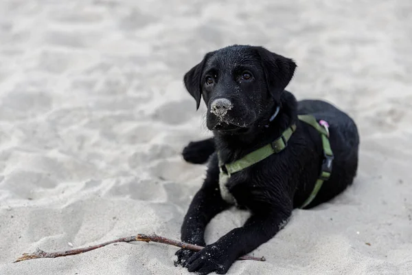 Un cachorro labrador negro está jugando en el mar con otro cachorro. —  Fotos de Stock