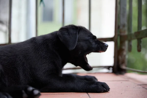 Cãozinho preto Labrador aprende a vida. Na varanda e olha para o mundo. Fundo verde. — Fotografia de Stock