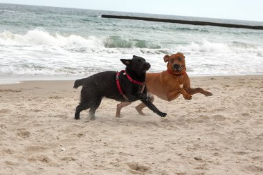 Labrador kara köpek evcil hayvanı deniz kenarında oynuyor.. 