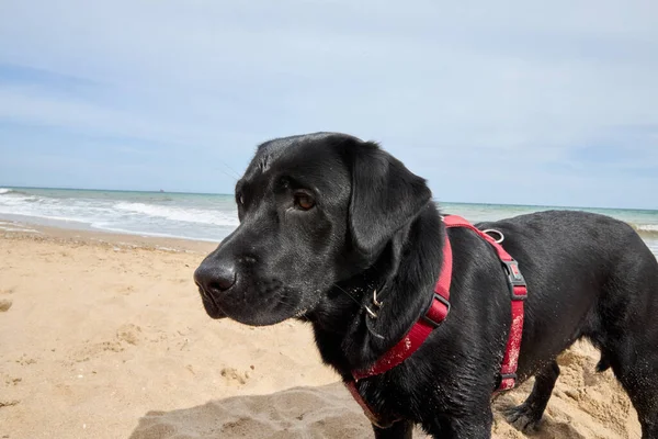 Labrador animal de estimação cão preto jogando na praia junto ao mar. — Fotografia de Stock