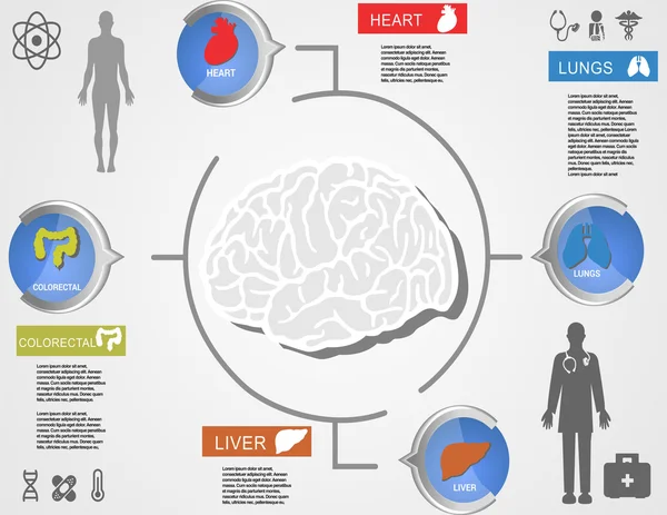 Le cerveau dans le cœur et les organes autour avec des silhouettes — Image vectorielle