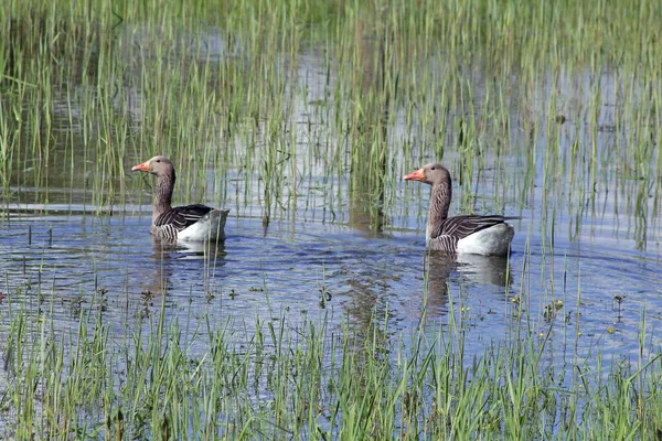 Geese Floating Pond — Stock Photo, Image