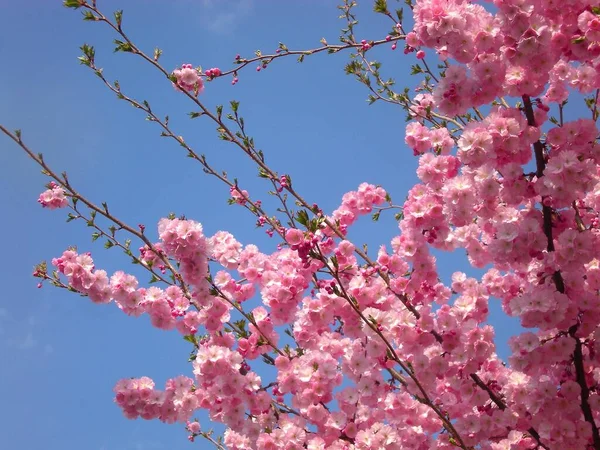 Branches Blooming Cherry Tree — Stock Photo, Image