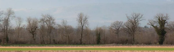 Panorámás Kilátás Nyílik Mező Fák — Stock Fotó