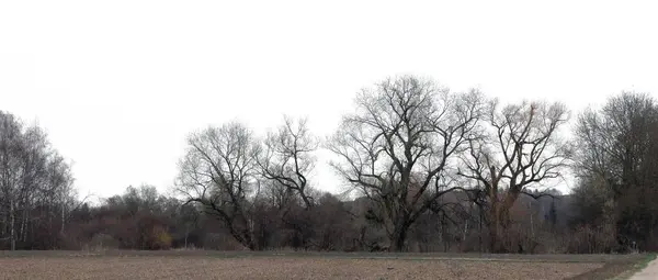畑の木々のパノラマビュー — ストック写真