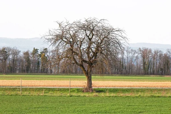 Paisagem Com Campo Árvore — Fotografia de Stock