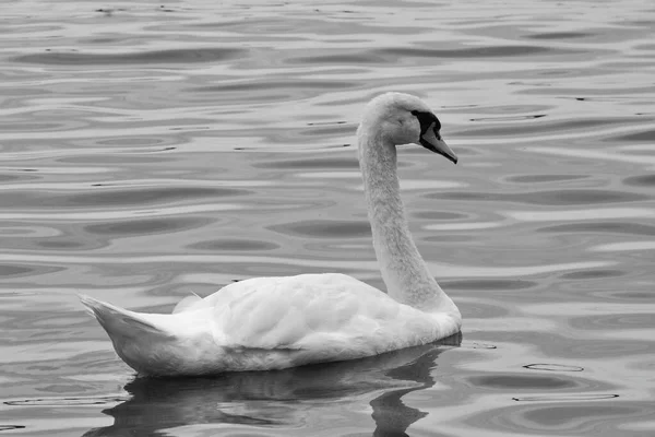 Swan Floating Lake — Stock Photo, Image