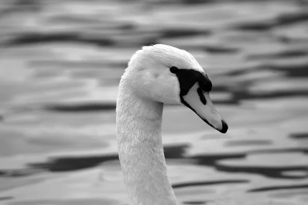 Cygne Flottant Sur Lac — Photo