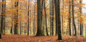 Картина, постер, плакат, фотообои "colorful forest landscape in autumn", артикул 424243218