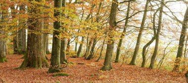 Sonbaharda bir orman manzarası