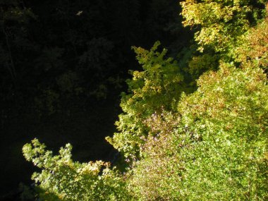 Yazın ağaçların dalları yukarıdan görünüyor
