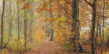 Sonbaharda bir orman manzarası