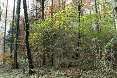 Ormanda genç bir ağaç