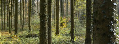 Ormanda çeşitli ağaç gövdeleri olan manzara