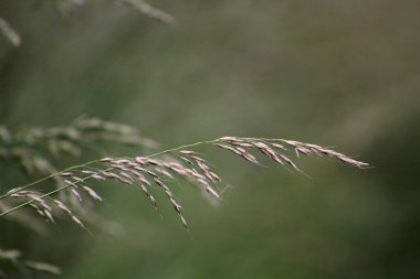 Çayırdaki yüksek çimlere yakın.