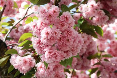 Çiçek açan kiraz çiçeklerine yakın.