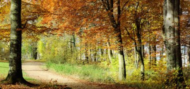 Sonbaharda arka yolu olan orman manzarası