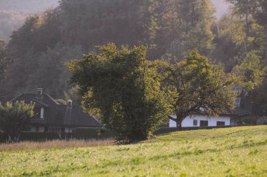 Yazın orman kenarındaki çayır.