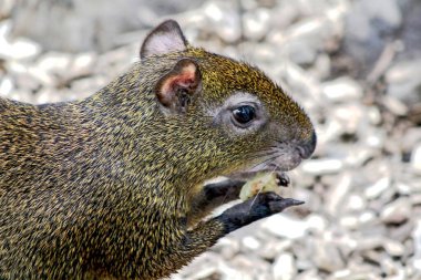 Orta Amerika agouti 'si, dasyprocta punctata, yerde oturuyor ve yemek yiyor.