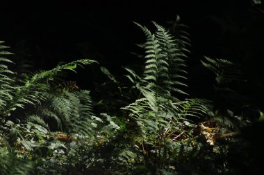 Orman zemininde eğrelti otları