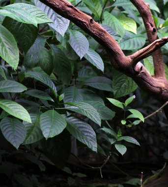 Yaprakların ve tropikal bir ormanda bir ağaç dalının yakınına.