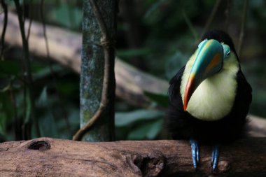 Gökkuşağı gagalı bir tukan portresi, ramphastos sülfuratus