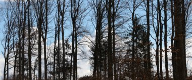 Orman ağacı siluetleriyle panorama