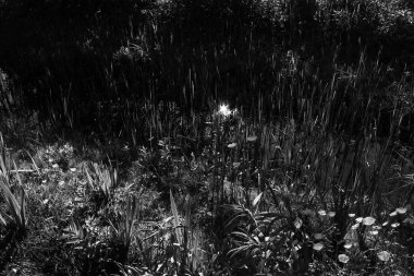 Yazın bir göletin yüzeyi