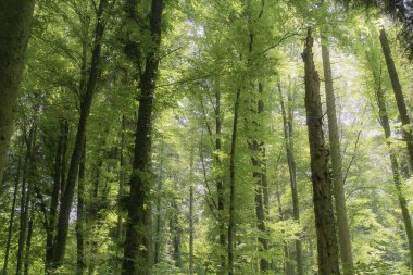 Yazın orman sahnesi