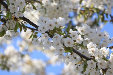 Çiçek açan kiraz ağacı detayı