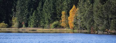 Parlak sonbahar renklerinde orman ağaçlarıyla dolu doğal göl kıyıları