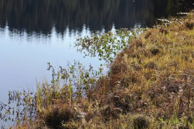 Göl kıyısındaki çayır.